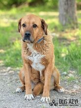 ANABELL, Hund, Mischlingshund in Slowakische Republik - Bild 21