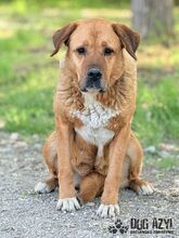 ANABELL, Hund, Mischlingshund in Slowakische Republik - Bild 22