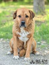 ANABELL, Hund, Mischlingshund in Slowakische Republik - Bild 23