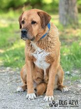 ANABELL, Hund, Mischlingshund in Slowakische Republik - Bild 24