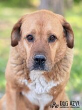 ANABELL, Hund, Mischlingshund in Slowakische Republik - Bild 26