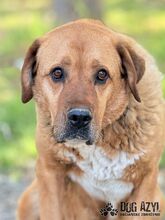 ANABELL, Hund, Mischlingshund in Slowakische Republik - Bild 27