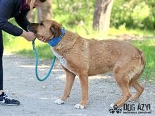 ANABELL, Hund, Mischlingshund in Slowakische Republik - Bild 28