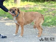 ANABELL, Hund, Mischlingshund in Slowakische Republik - Bild 29