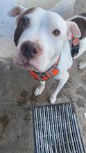 LAYLA, Hund, Pit Bull Terrier-Mix in Bad Vilbel - Bild 1