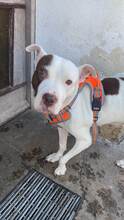 LAYLA, Hund, Pit Bull Terrier-Mix in Bad Vilbel - Bild 11