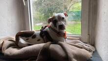 LAYLA, Hund, Pit Bull Terrier-Mix in Bad Vilbel - Bild 12