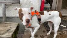 LAYLA, Hund, Pit Bull Terrier-Mix in Bad Vilbel - Bild 13