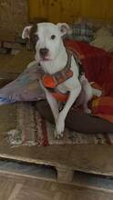 LAYLA, Hund, Pit Bull Terrier-Mix in Bad Vilbel - Bild 14