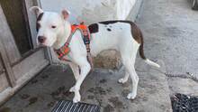 LAYLA, Hund, Pit Bull Terrier-Mix in Bad Vilbel - Bild 15