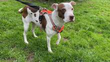 LAYLA, Hund, Pit Bull Terrier-Mix in Bad Vilbel - Bild 16