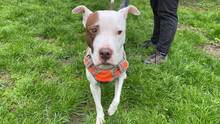 LAYLA, Hund, Pit Bull Terrier-Mix in Bad Vilbel - Bild 18