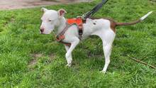 LAYLA, Hund, Pit Bull Terrier-Mix in Bad Vilbel - Bild 19