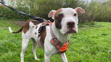 LAYLA, Hund, Pit Bull Terrier-Mix in Bad Vilbel - Bild 2