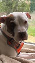 LAYLA, Hund, Pit Bull Terrier-Mix in Bad Vilbel - Bild 3