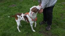 LAYLA, Hund, Pit Bull Terrier-Mix in Bad Vilbel - Bild 6