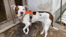 LAYLA, Hund, Pit Bull Terrier-Mix in Bad Vilbel - Bild 7