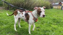 LAYLA, Hund, Pit Bull Terrier-Mix in Bad Vilbel - Bild 8