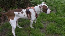 LAYLA, Hund, Pit Bull Terrier-Mix in Bad Vilbel - Bild 9