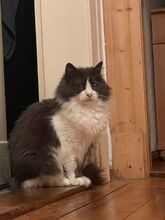 ASHA, Katze, Hauskatze in Eisenach