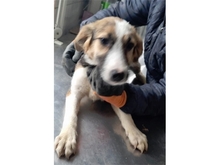 MORA, Hund, Mischlingshund in Rumänien - Bild 10