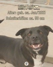 BILLIE, Hund, Mischlingshund in Rumänien - Bild 3