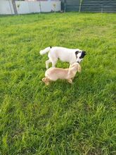 TASSILO, Hund, Mischlingshund in Griechenland - Bild 19