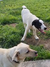 TASSILO, Hund, Mischlingshund in Griechenland - Bild 20