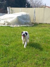 TASSILO, Hund, Mischlingshund in Griechenland - Bild 27