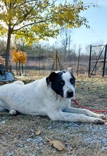 TASSILO, Hund, Mischlingshund in Griechenland - Bild 3