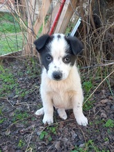 TASSILO, Hund, Mischlingshund in Griechenland - Bild 30