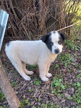 TASSILO, Hund, Mischlingshund in Griechenland - Bild 31