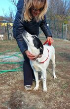 TASSILO, Hund, Mischlingshund in Griechenland - Bild 4