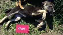CLAIRE, Hund, Mischlingshund in Griechenland - Bild 20