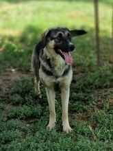 CLAIRE, Hund, Mischlingshund in Griechenland - Bild 21