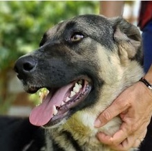 CLAIRE, Hund, Mischlingshund in Griechenland - Bild 22
