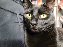 PETUNIA, Katze, Hauskatze in Hannover