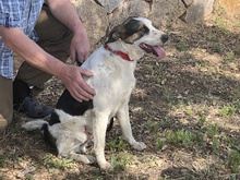 APOLLO, Hund, Mischlingshund in Italien - Bild 10