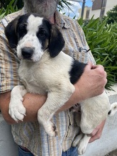 APOLLO, Hund, Mischlingshund in Italien - Bild 23