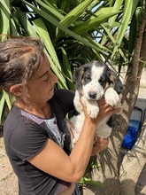 APOLLO, Hund, Mischlingshund in Italien - Bild 24