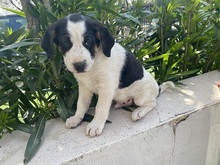 APOLLO, Hund, Mischlingshund in Italien - Bild 25