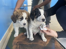 APOLLO, Hund, Mischlingshund in Italien - Bild 26