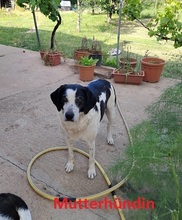 APOLLO, Hund, Mischlingshund in Italien - Bild 27