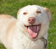 CARLO, Hund, Mischlingshund in Rumänien