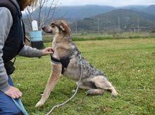 OLIVE, Hund, Mischlingshund in Griechenland - Bild 17