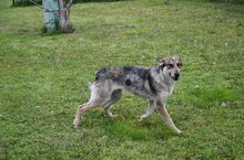OLIVE, Hund, Mischlingshund in Griechenland - Bild 19