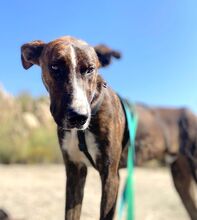 SULTAN, Hund, Galgo Español-Mix in Spanien