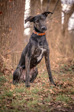PERLA, Hund, Galgo Español-Mix in Velpke