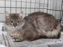 NINO, Katze, Langhaar-Mix in Italien