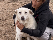 BIANCA, Hund, Mischlingshund in Italien - Bild 14